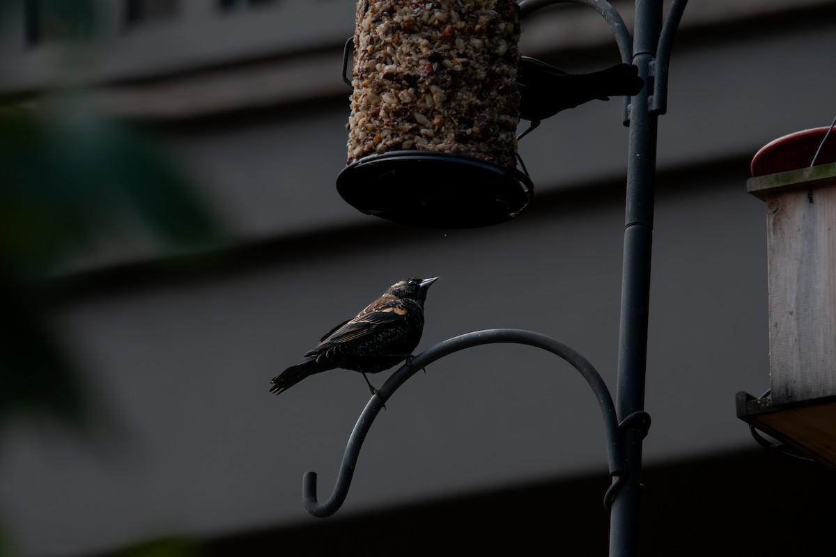 Al Kanatlı Karatavuk - ML646316550