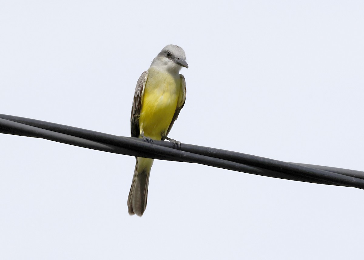 Tropical Kingbird - ML646316551