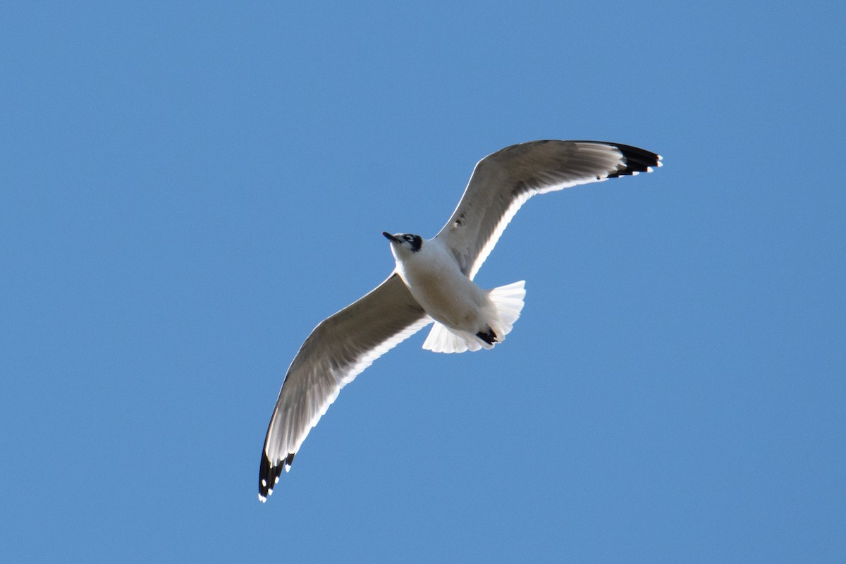 Franklin's Gull - ML646316552
