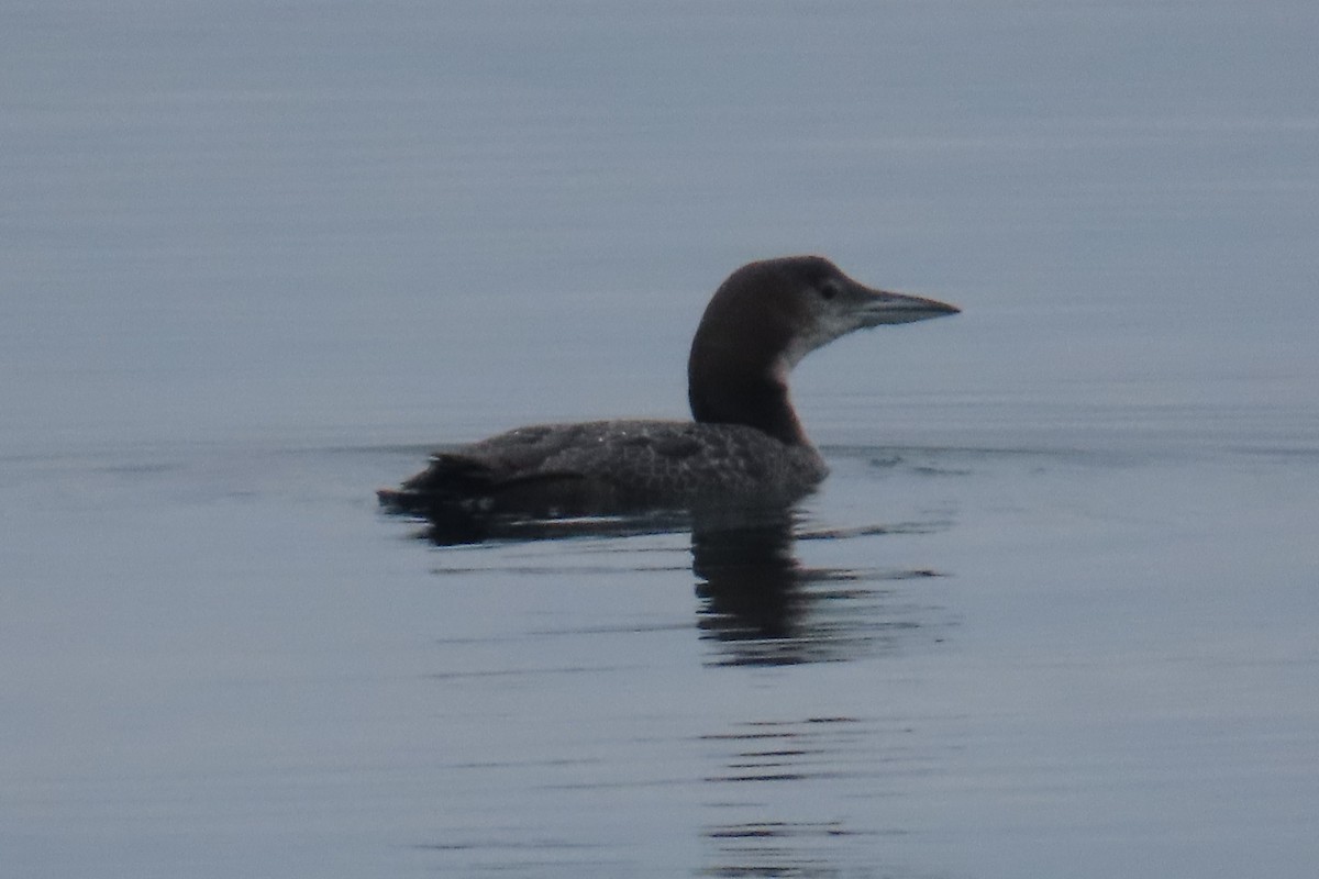 Common Loon - ML646316553