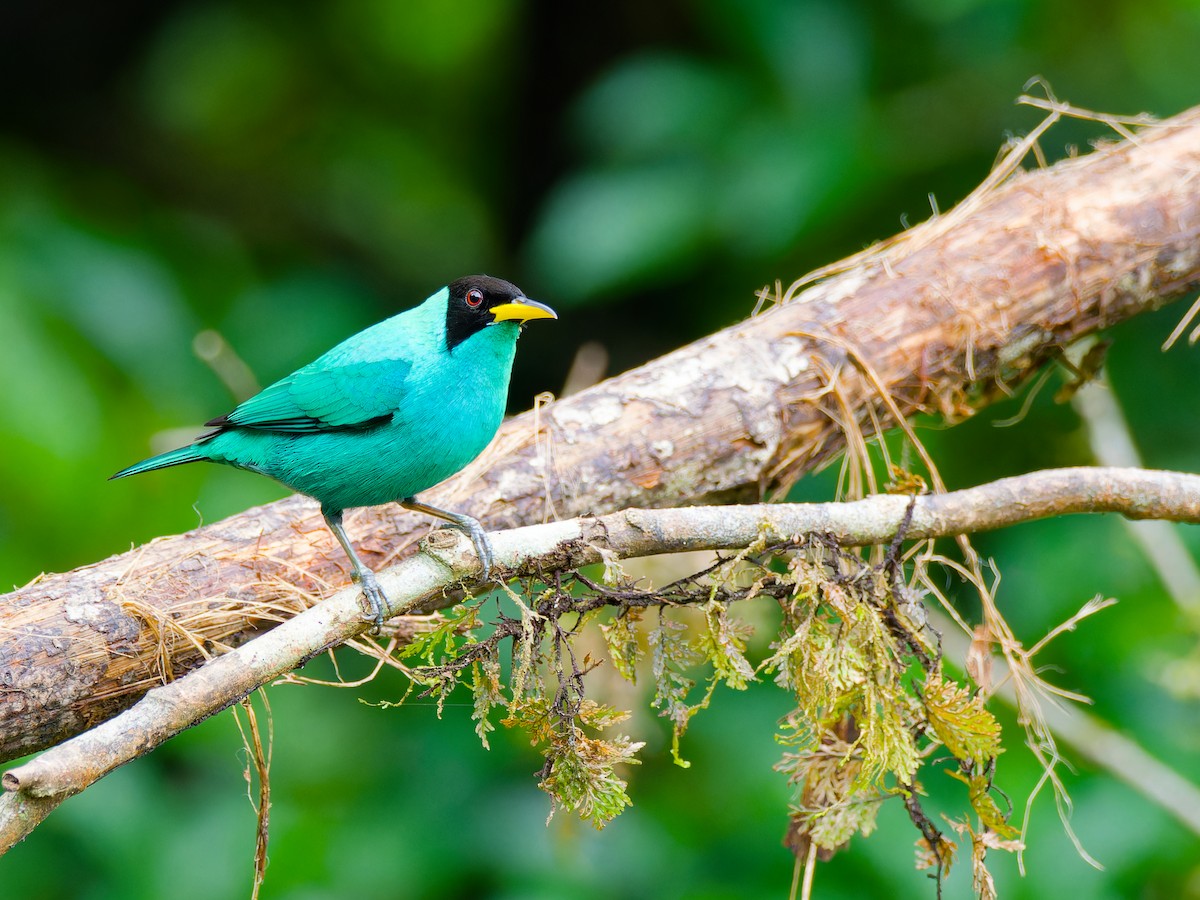 Green Honeycreeper - ML646316557