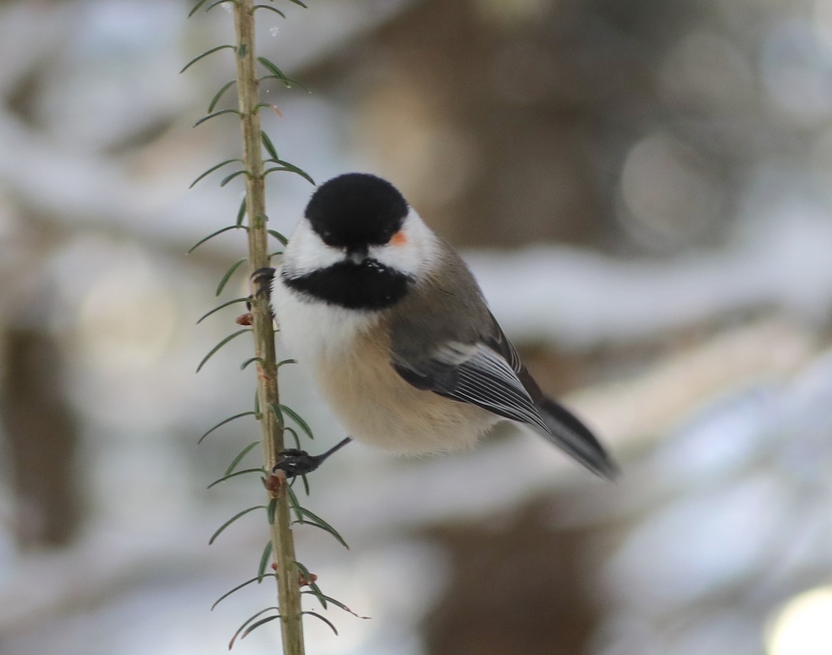 Black-capped Chickadee - ML646316560
