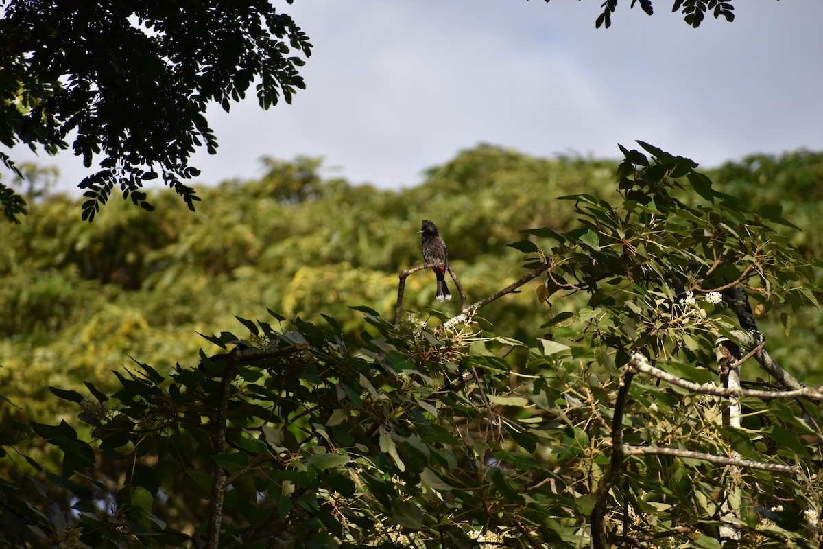Red-vented Bulbul - ML646316561