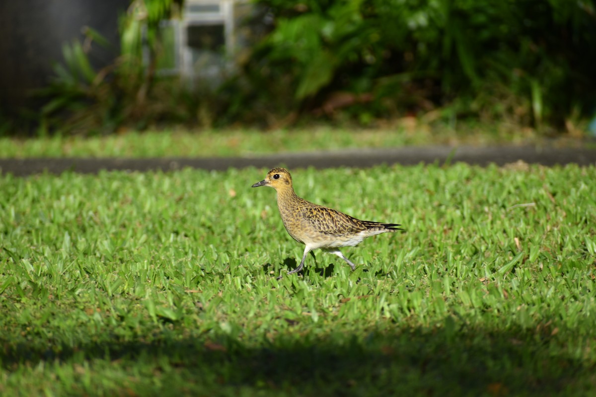 Pacific Golden-Plover - ML646316562