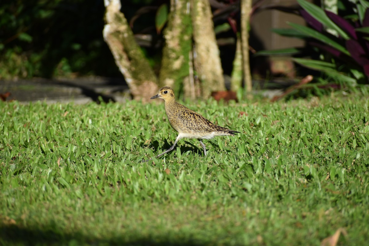Pacific Golden-Plover - ML646316563