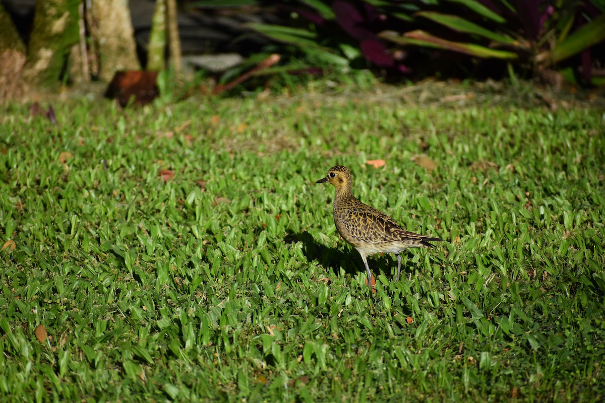 Pacific Golden-Plover - ML646316567