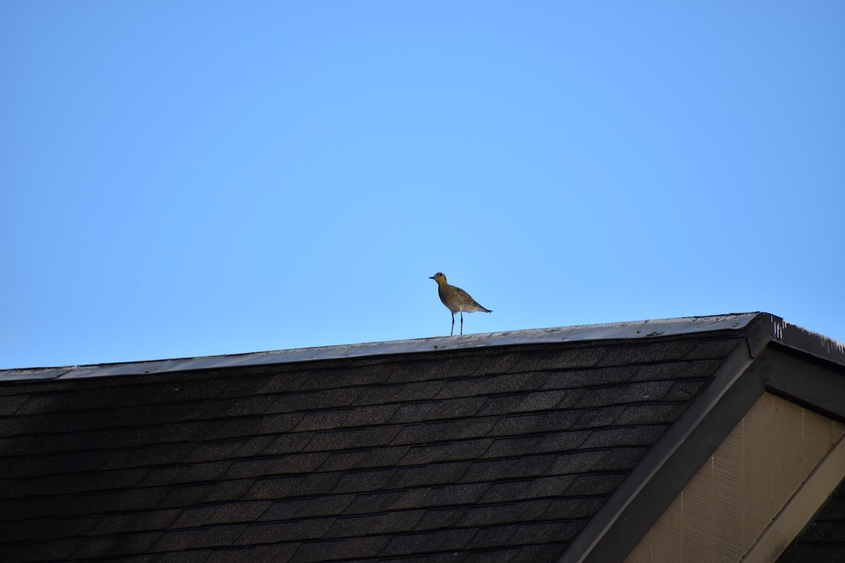 Pacific Golden-Plover - ML646316571