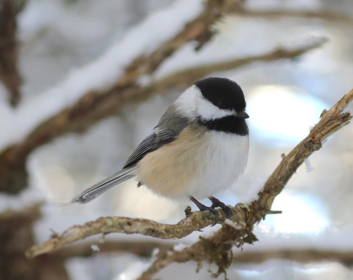 Black-capped Chickadee - ML646316575