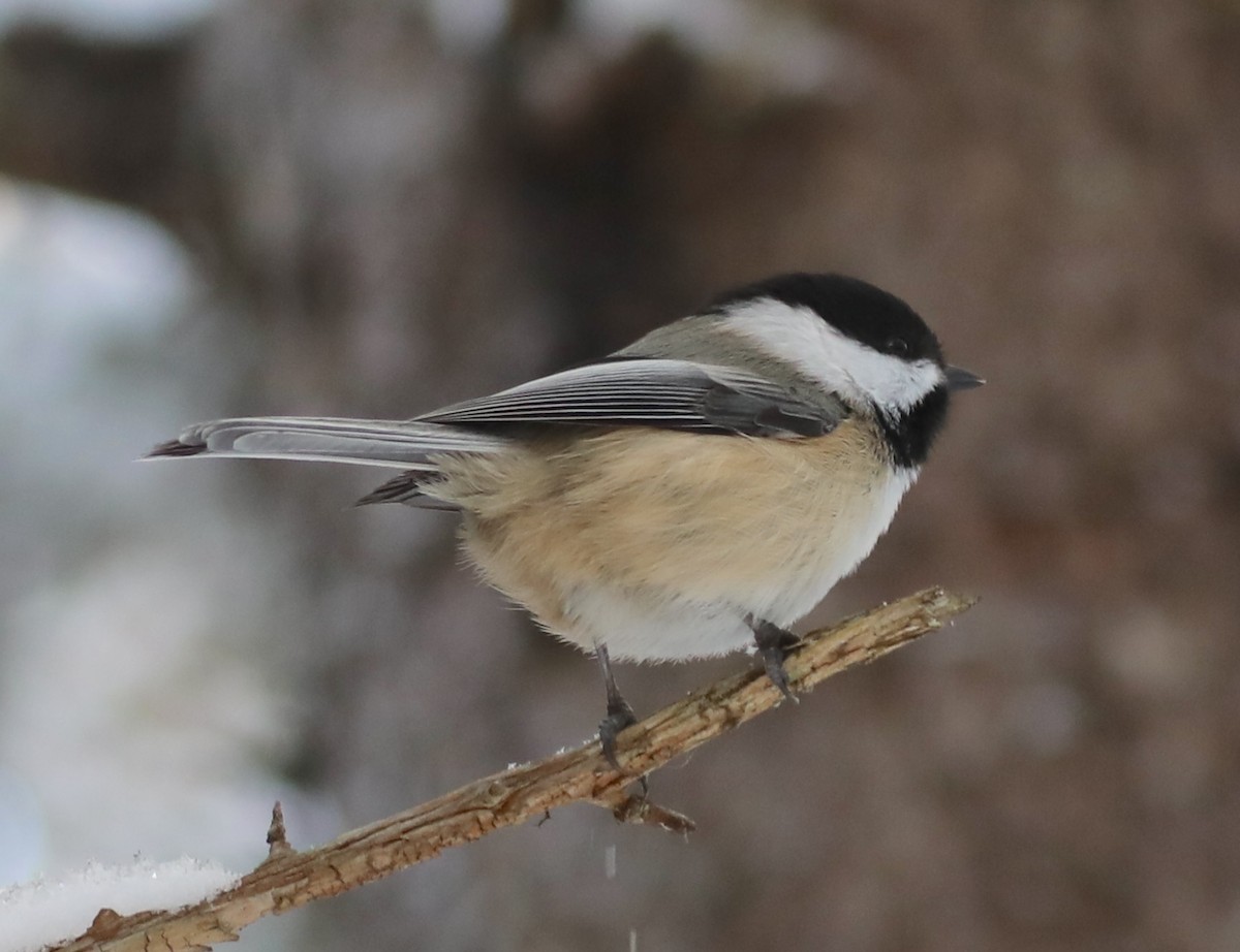 Black-capped Chickadee - ML646316576