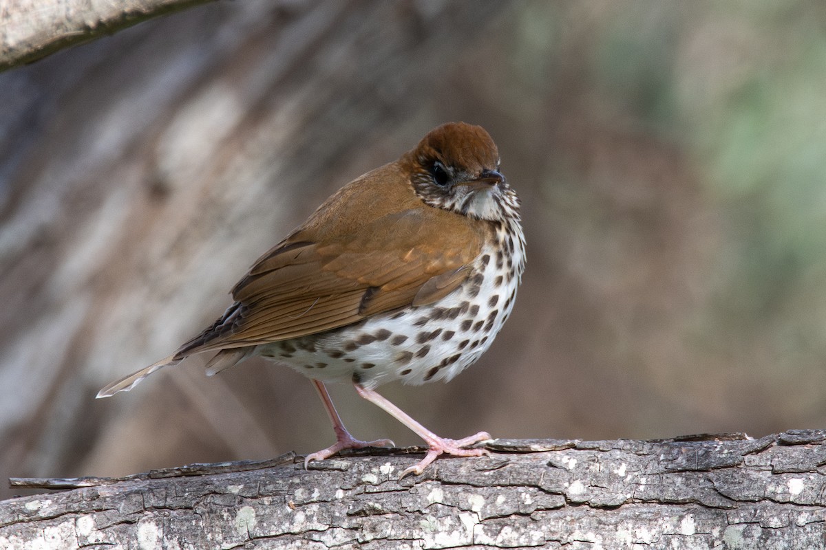 Wood Thrush - ML646316577