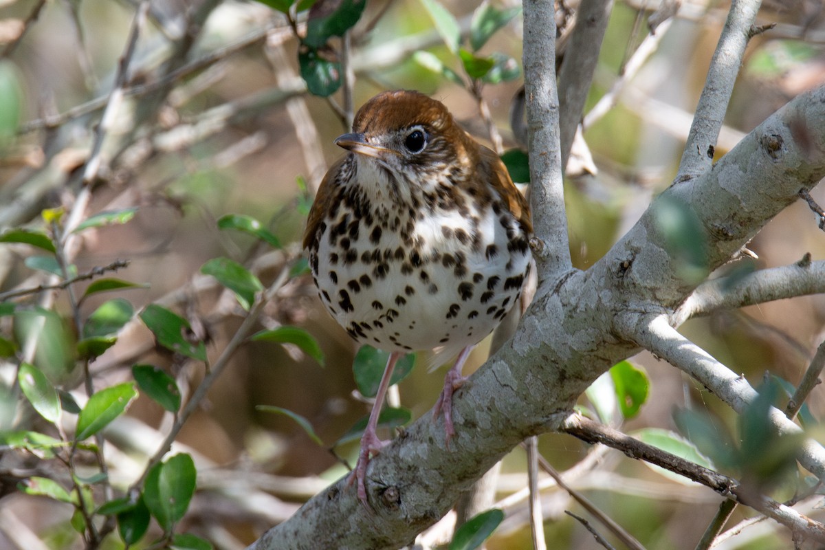 Wood Thrush - ML646316578