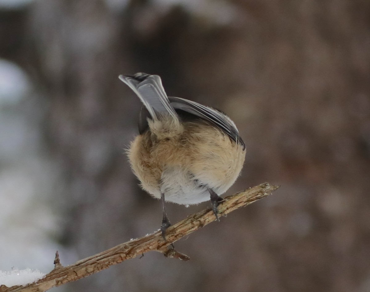 Black-capped Chickadee - ML646316579