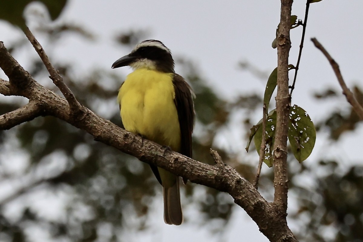 オオハシタイランチョウ - ML646316581