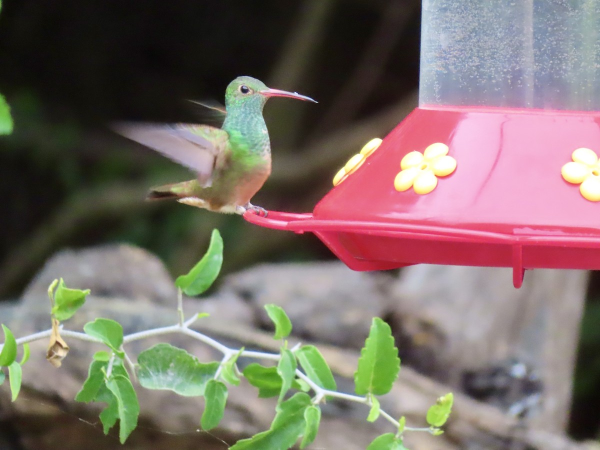 Buff-bellied Hummingbird - ML646316588