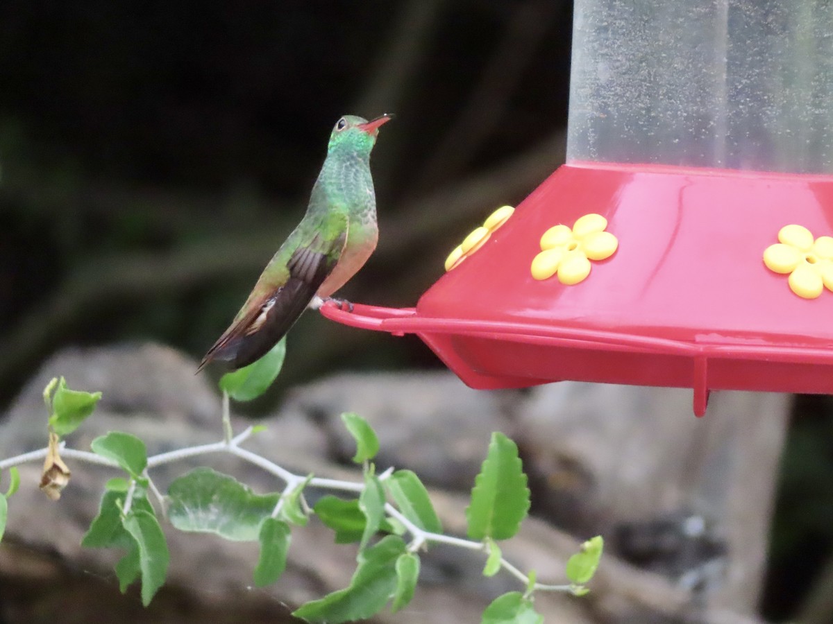 Buff-bellied Hummingbird - ML646316589