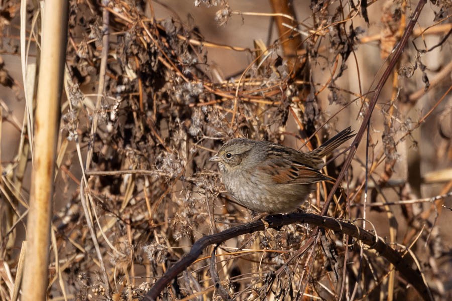 Swamp Sparrow - ML646316590