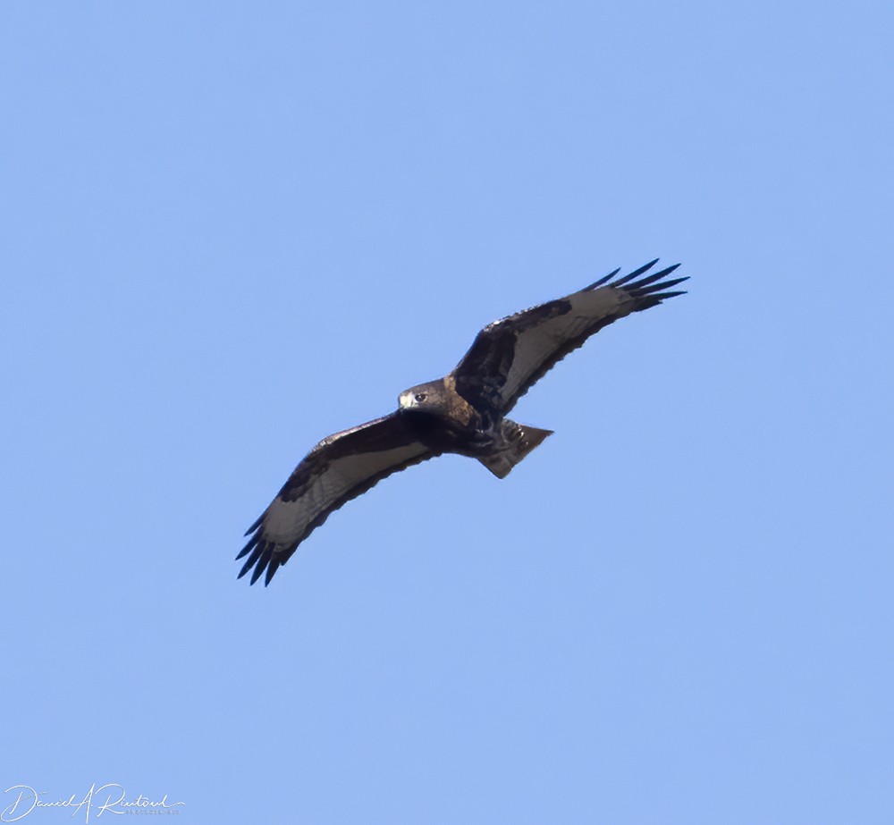 Red-tailed Hawk (calurus/abieticola) - ML646316591