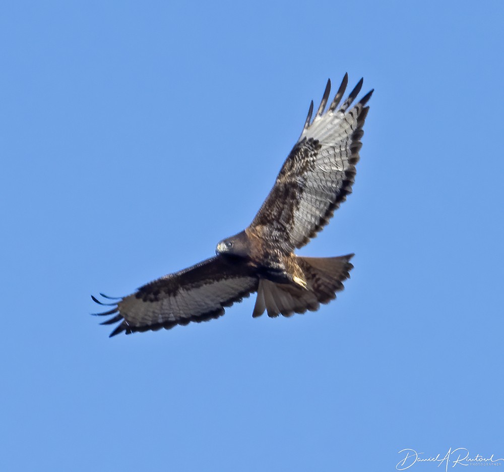 Red-tailed Hawk (calurus/abieticola) - ML646316593