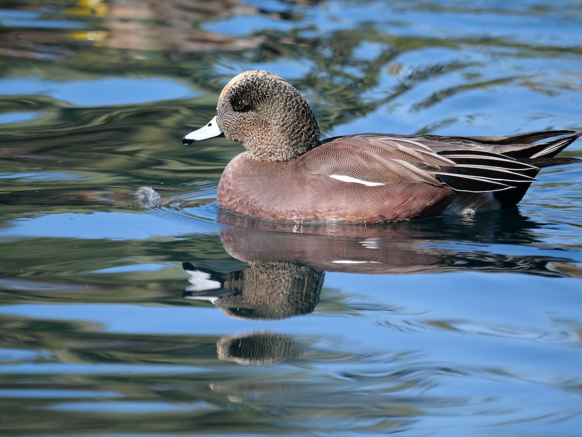 hvízdák americký - ML646316594