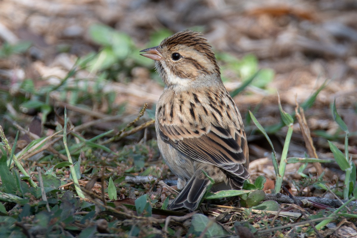 Clay-colored Sparrow - ML646316596
