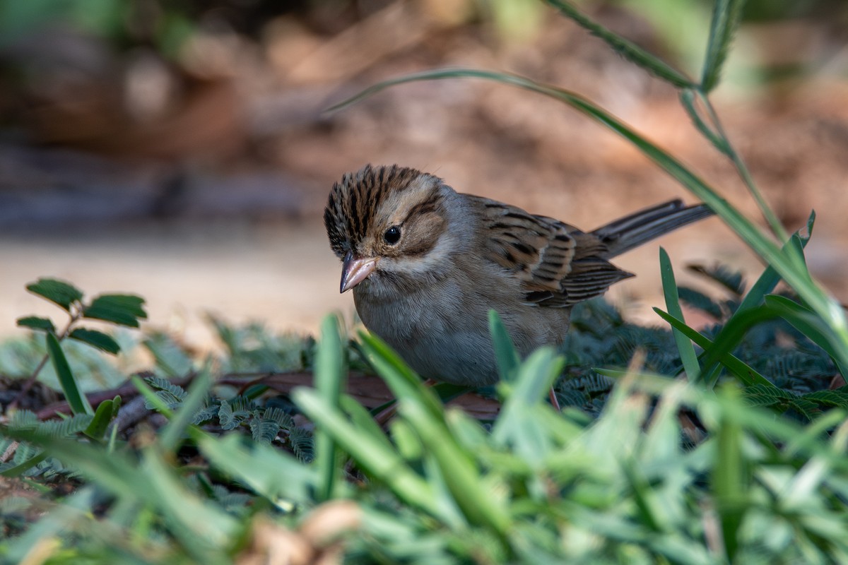 Clay-colored Sparrow - ML646316597