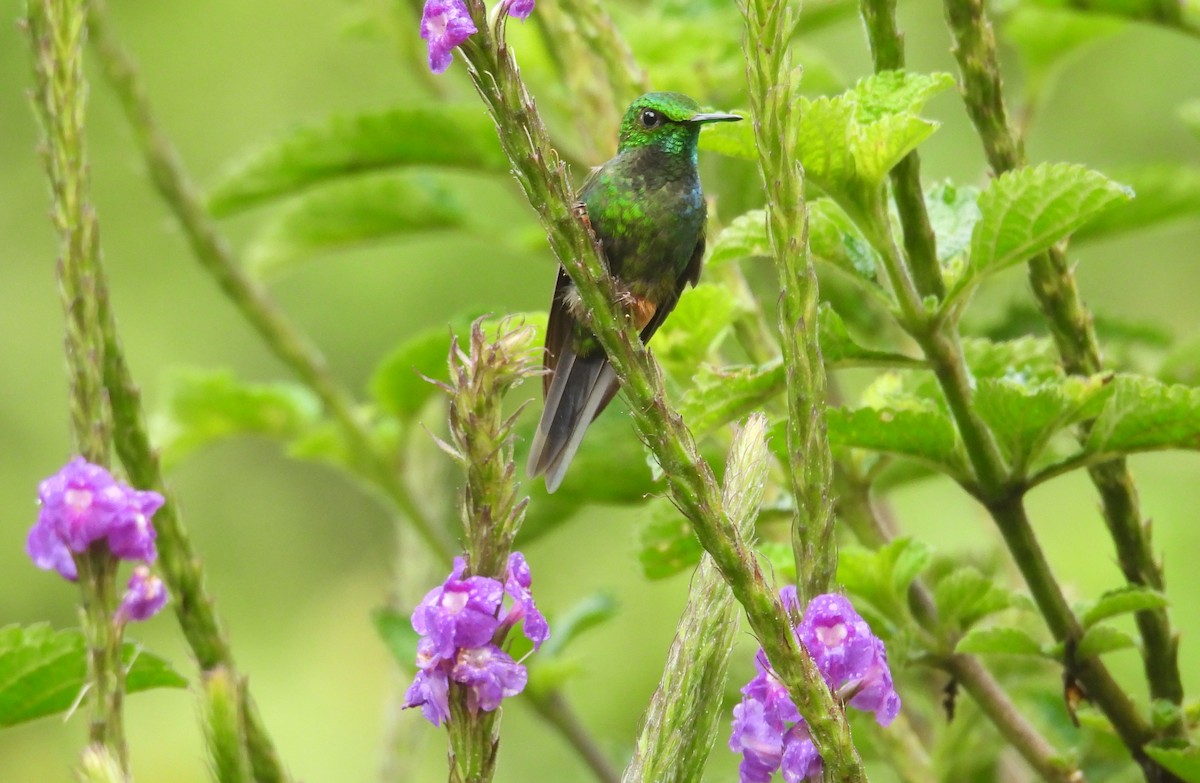 Peruvian Racket-tail - ML646316598