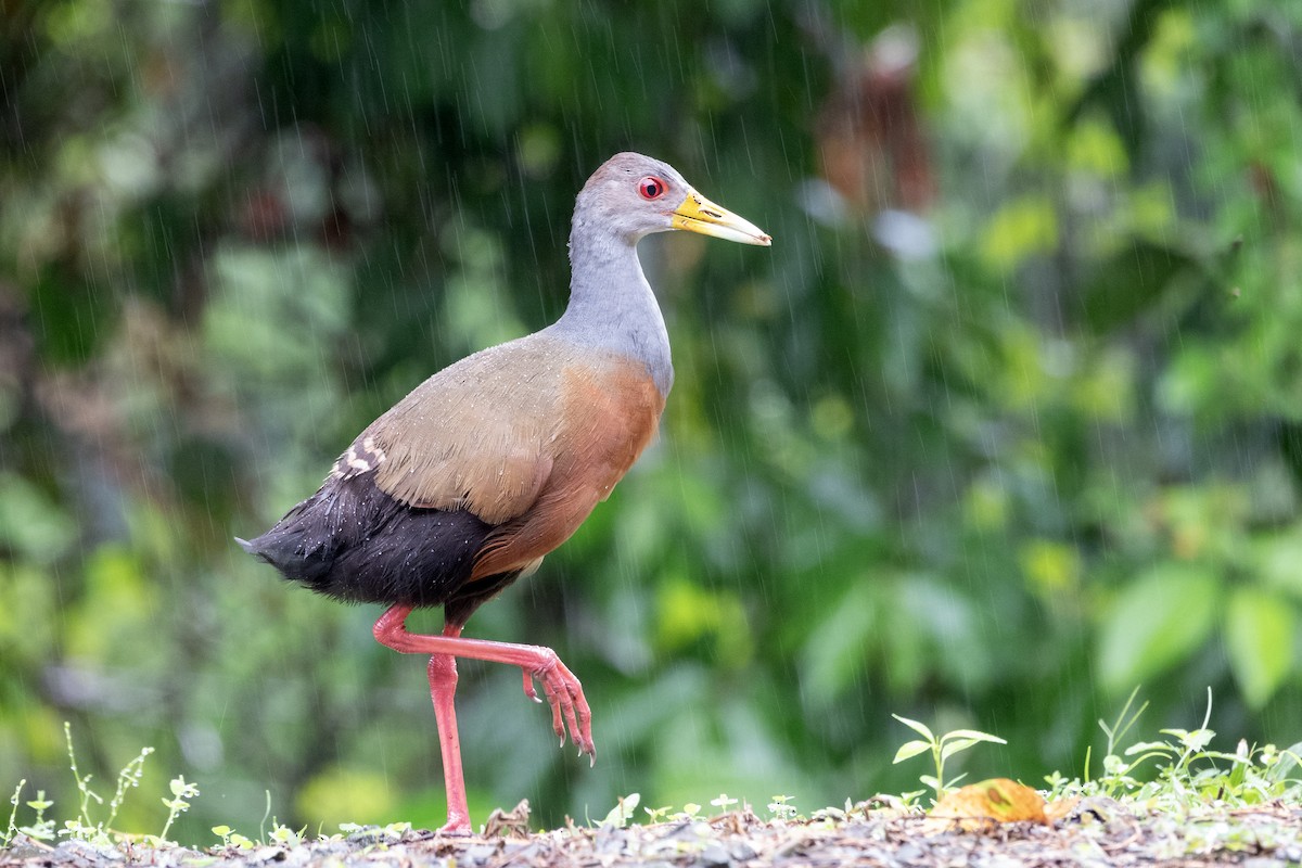 Gray-cowled Wood-Rail - ML646316599