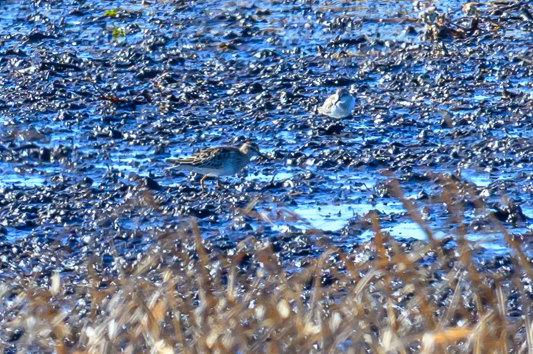 jespák skvrnitý - ML646316602