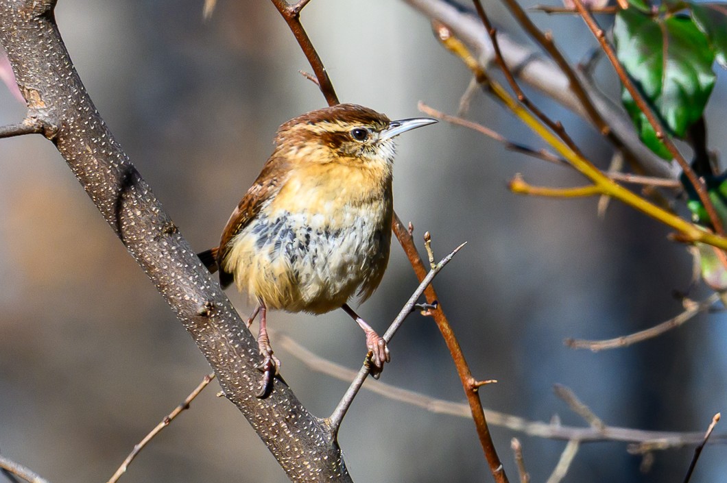 střízlík karolínský - ML646316606