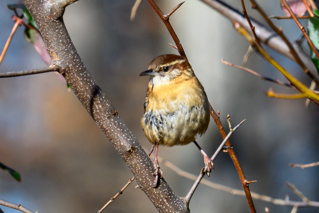 střízlík karolínský - ML646316607