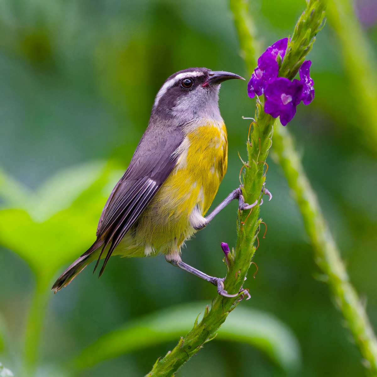 Bananaquit - ML646316609