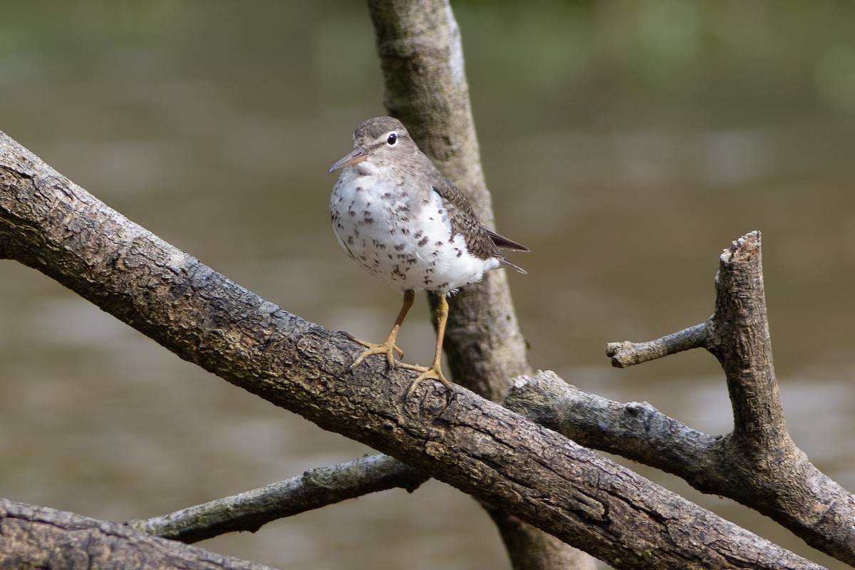 Spotted Sandpiper - ML646316610