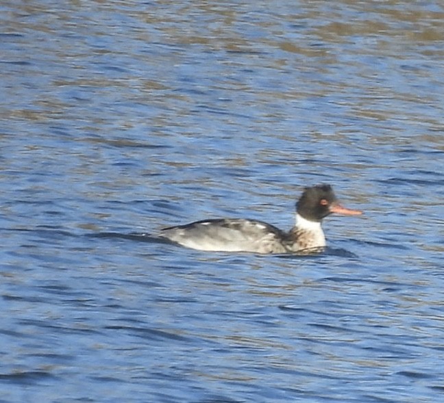 Red-breasted Merganser - ML646316611
