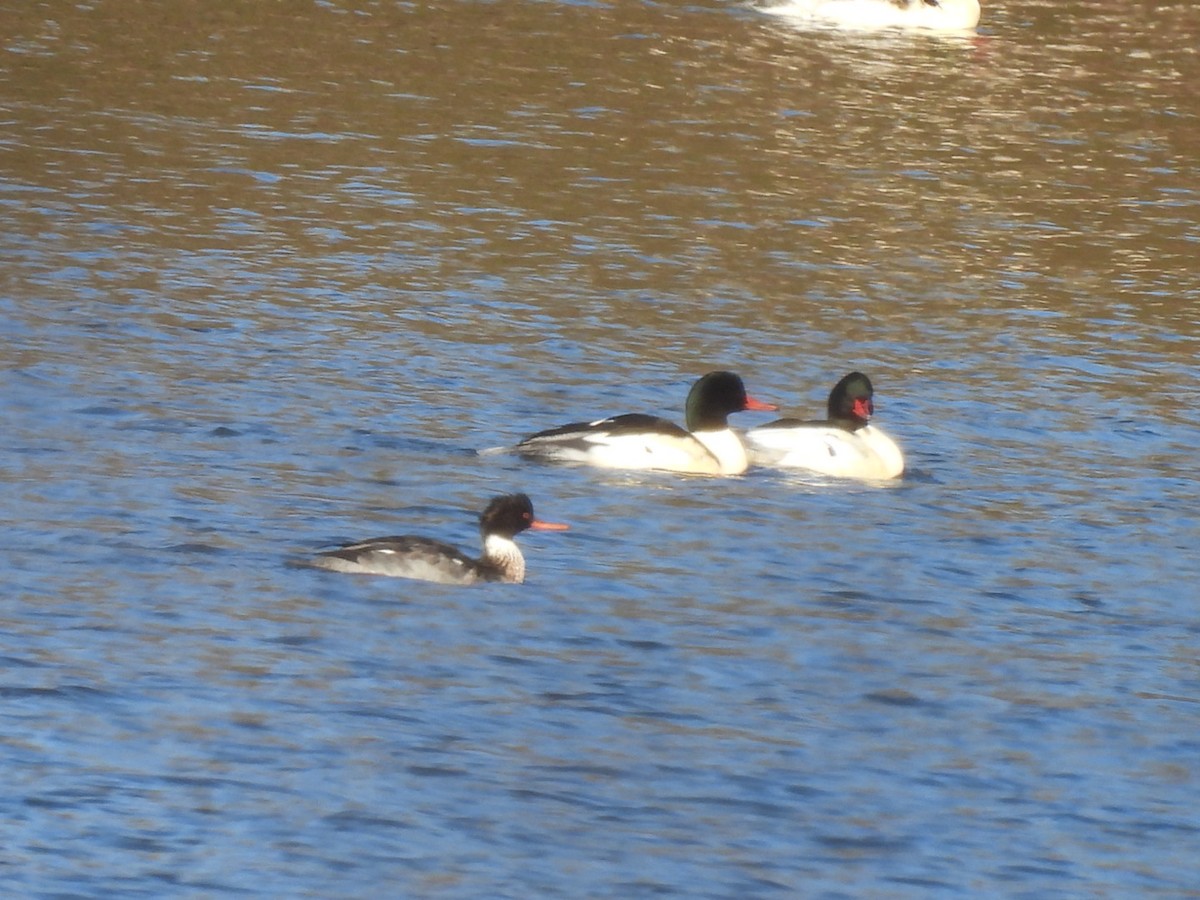 Red-breasted Merganser - ML646316612