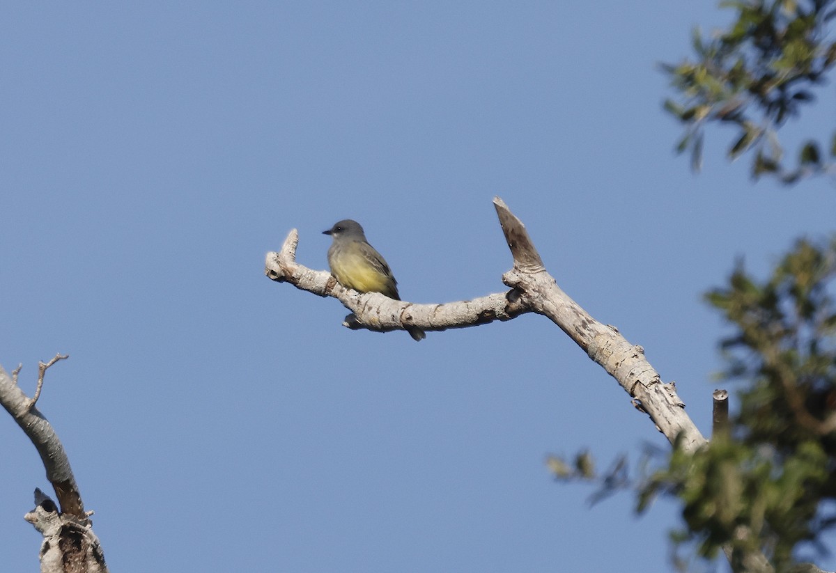 Cassin's Kingbird - ML646316615