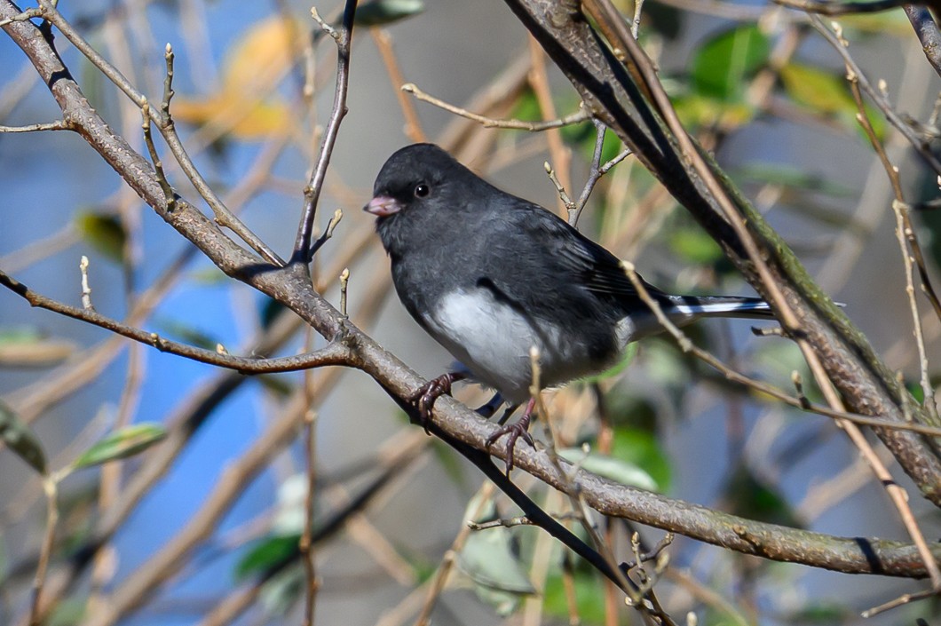 Dark-eyed Junco - ML646316616