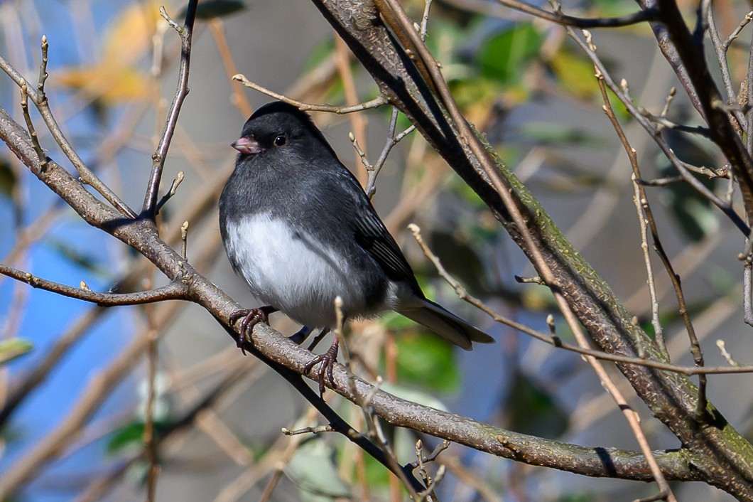 Dark-eyed Junco - ML646316617