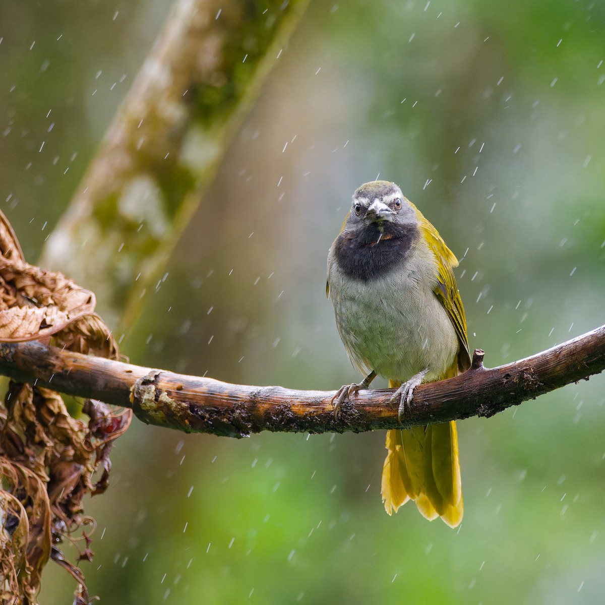 Buff-throated Saltator - ML646316621