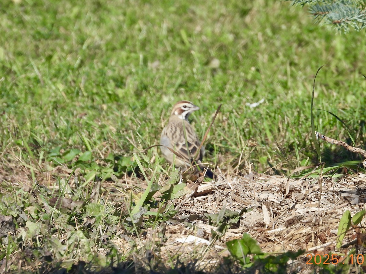 Lark Sparrow - ML646316624