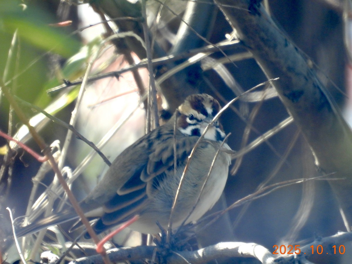 Lark Sparrow - ML646316625