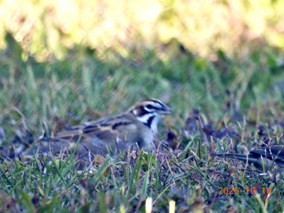 Lark Sparrow - ML646316626