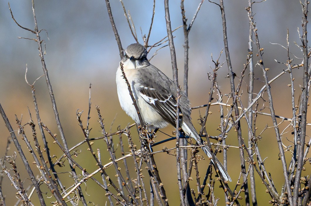 drozdec mnohohlasý - ML646316628