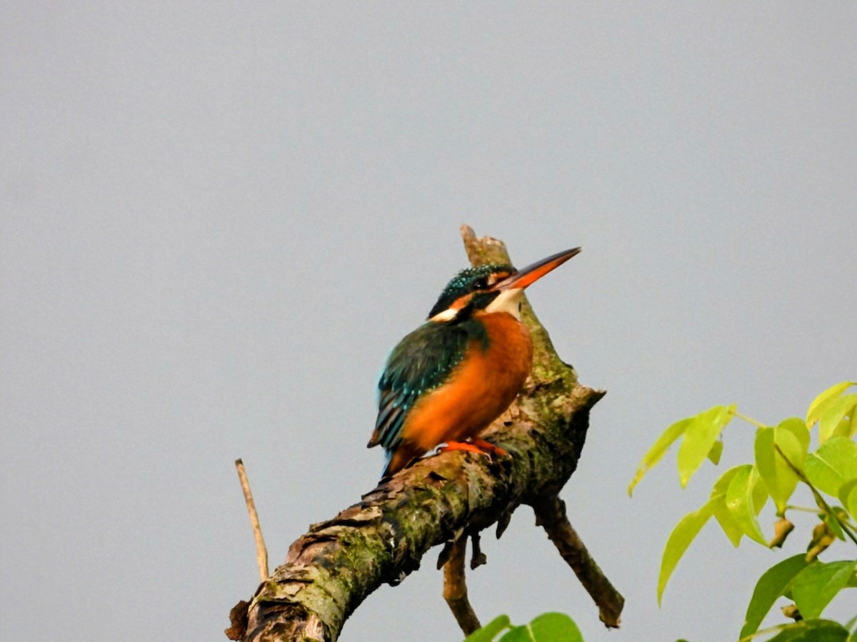 Common Kingfisher - ML646316630