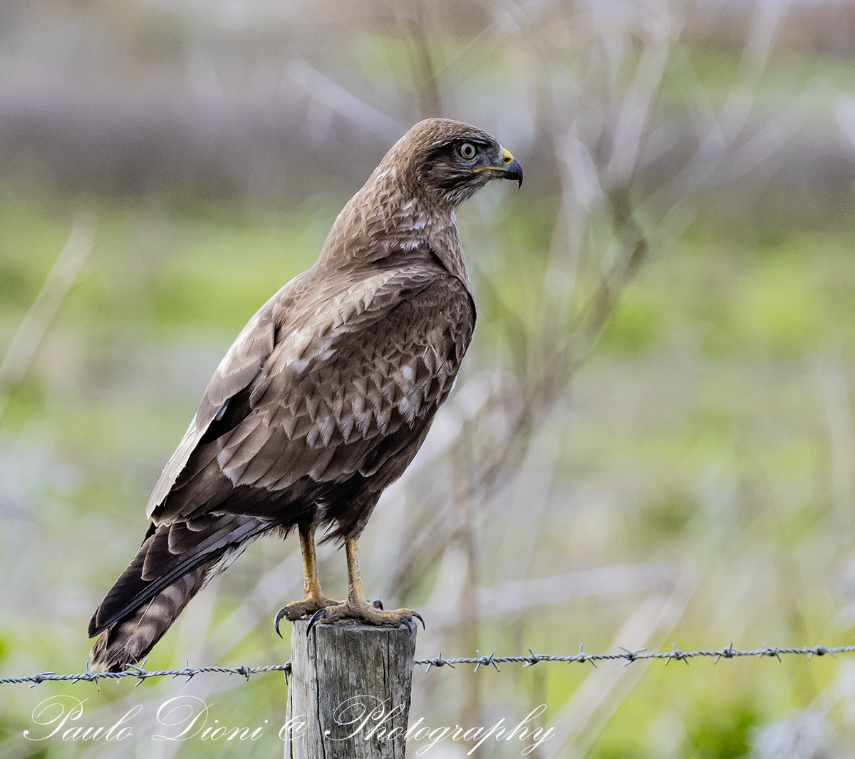 Common Buzzard - ML646316631