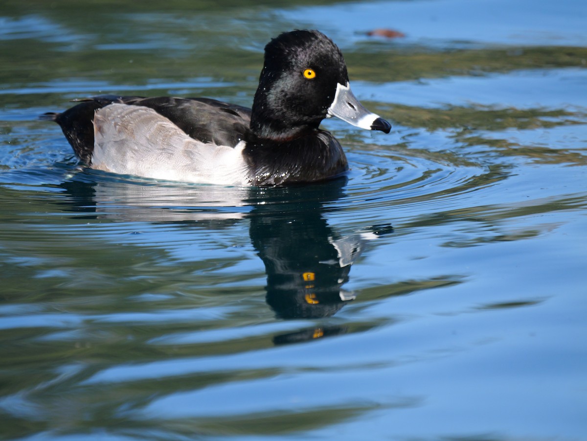 Ring-necked Duck - ML646316632