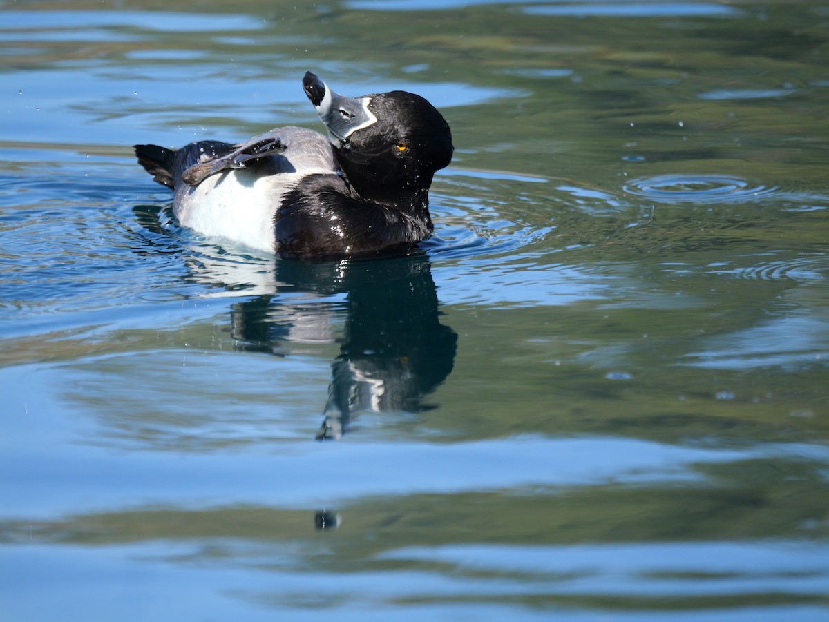 Ring-necked Duck - ML646316633
