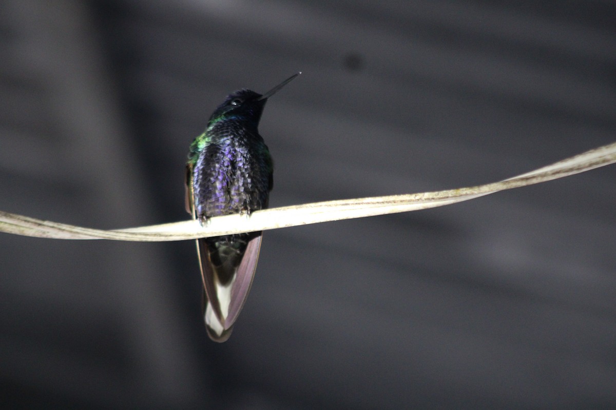 Velvet-purple Coronet - ML646316634