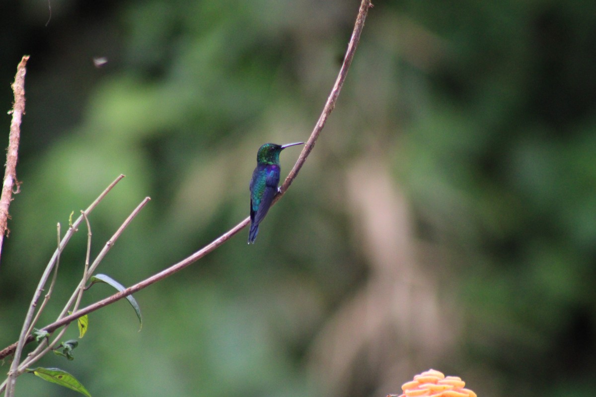 Velvet-purple Coronet - ML646316635