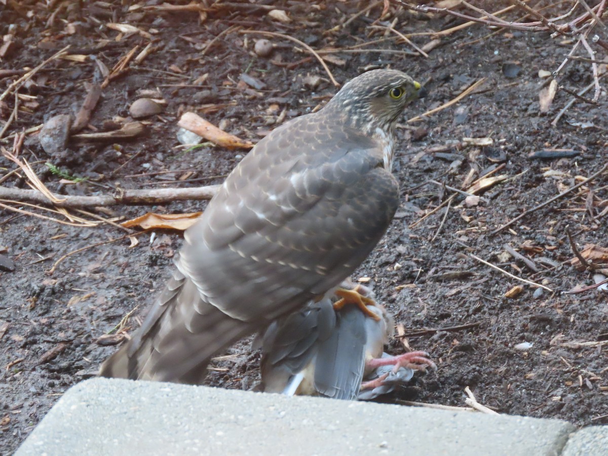 Sharp-shinned Hawk - ML646316636