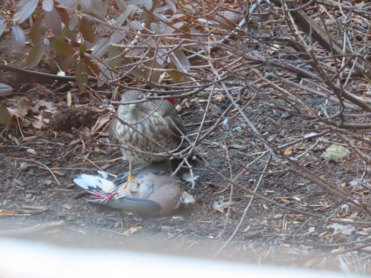 Sharp-shinned Hawk - ML646316637